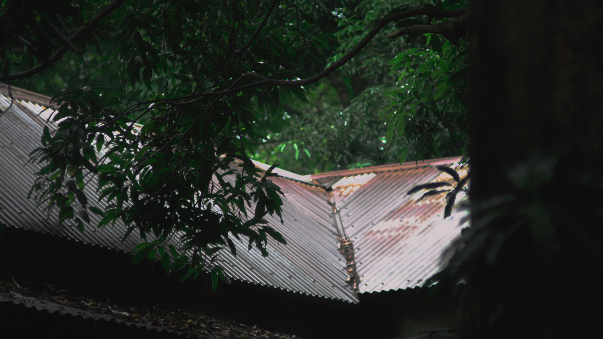 Roof Near a Tree