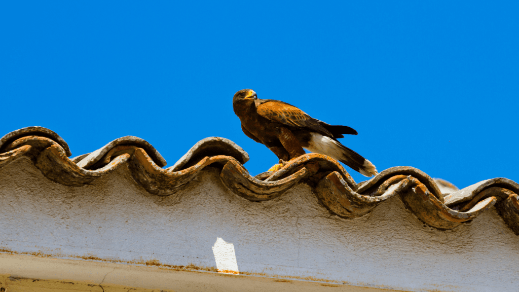 A Bird in the Roof