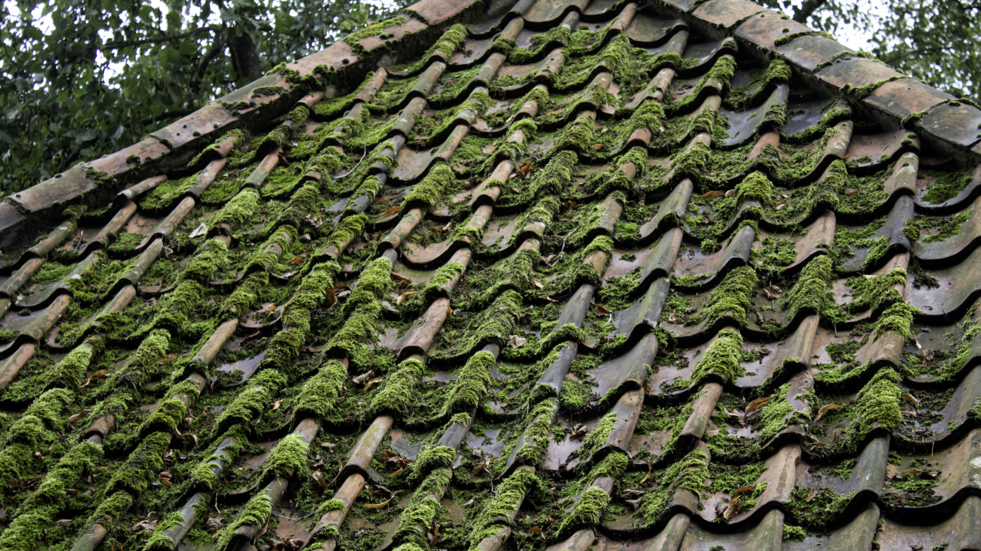 Roof With Moss