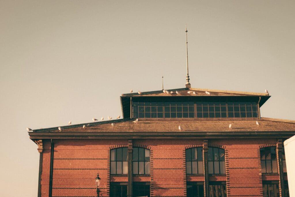 Old Roof full of pigeons